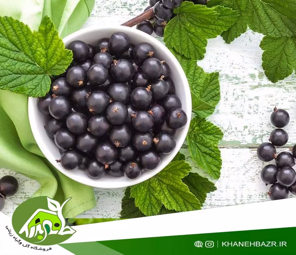 بذر میوه بلک کارنت - خانه بذر | فروشگاه بذر وارداتی گل و گیاه زینتی 1404