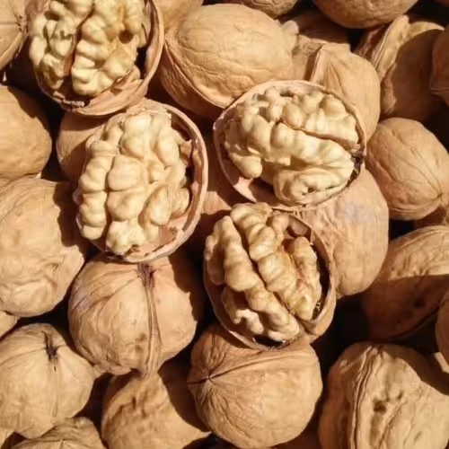 گردوی کاغذی و درجه یک مراغه 