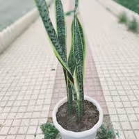 سانسوریا طلایی 6 غلاف باکیفیت و ریشه دار گلدان سفید پلاستیکی