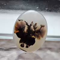 شجر  قائن کد 308