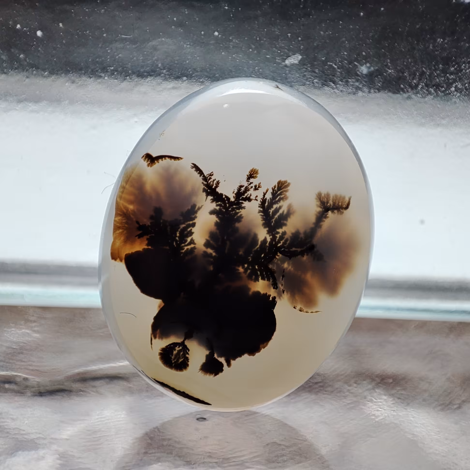 شجر  قائن کد 308