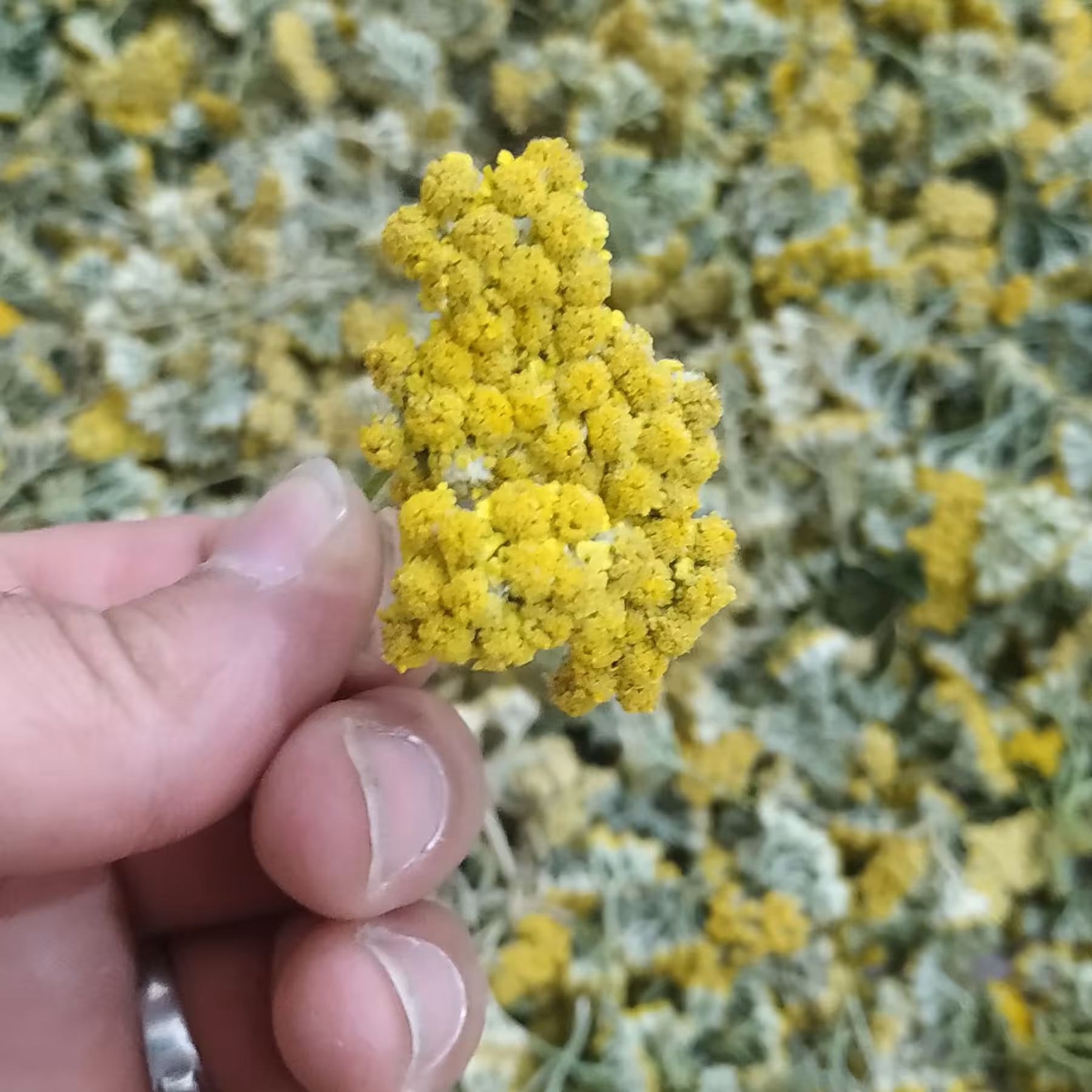 گل بوی مادران -سر گل 50گرمی -امسالی -ارگانیک عالی