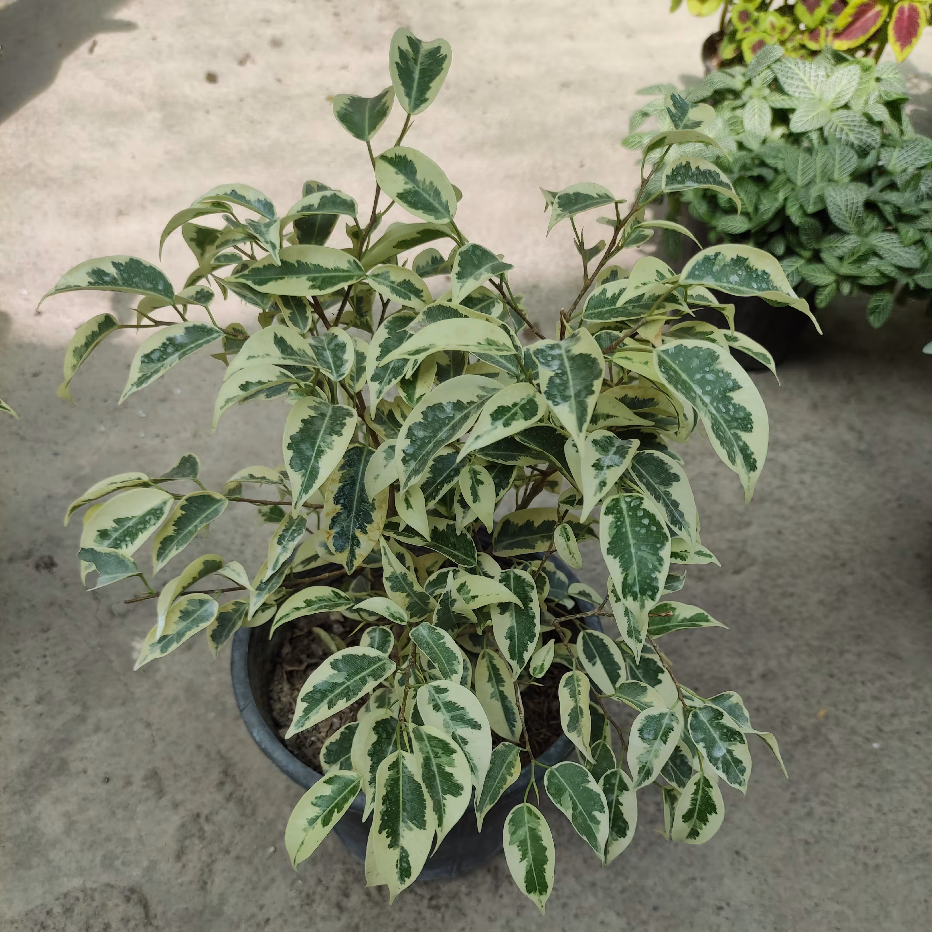 بنجامین ابلق کوچک گیاه آپارتمانی نور دوست سایز کوچک رنگ سبز و سفید 