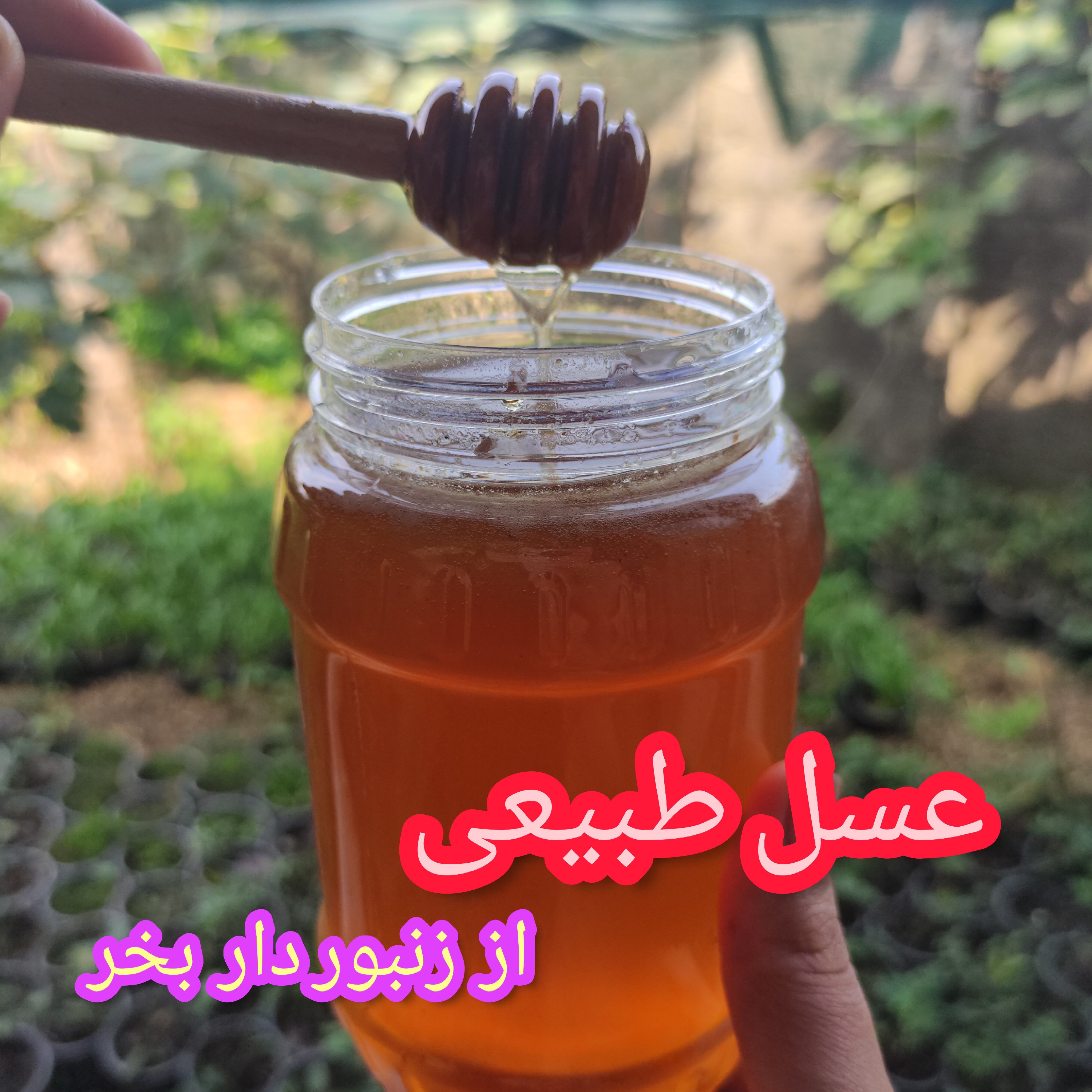 عسل جنگلی و اشکور  گیلان 