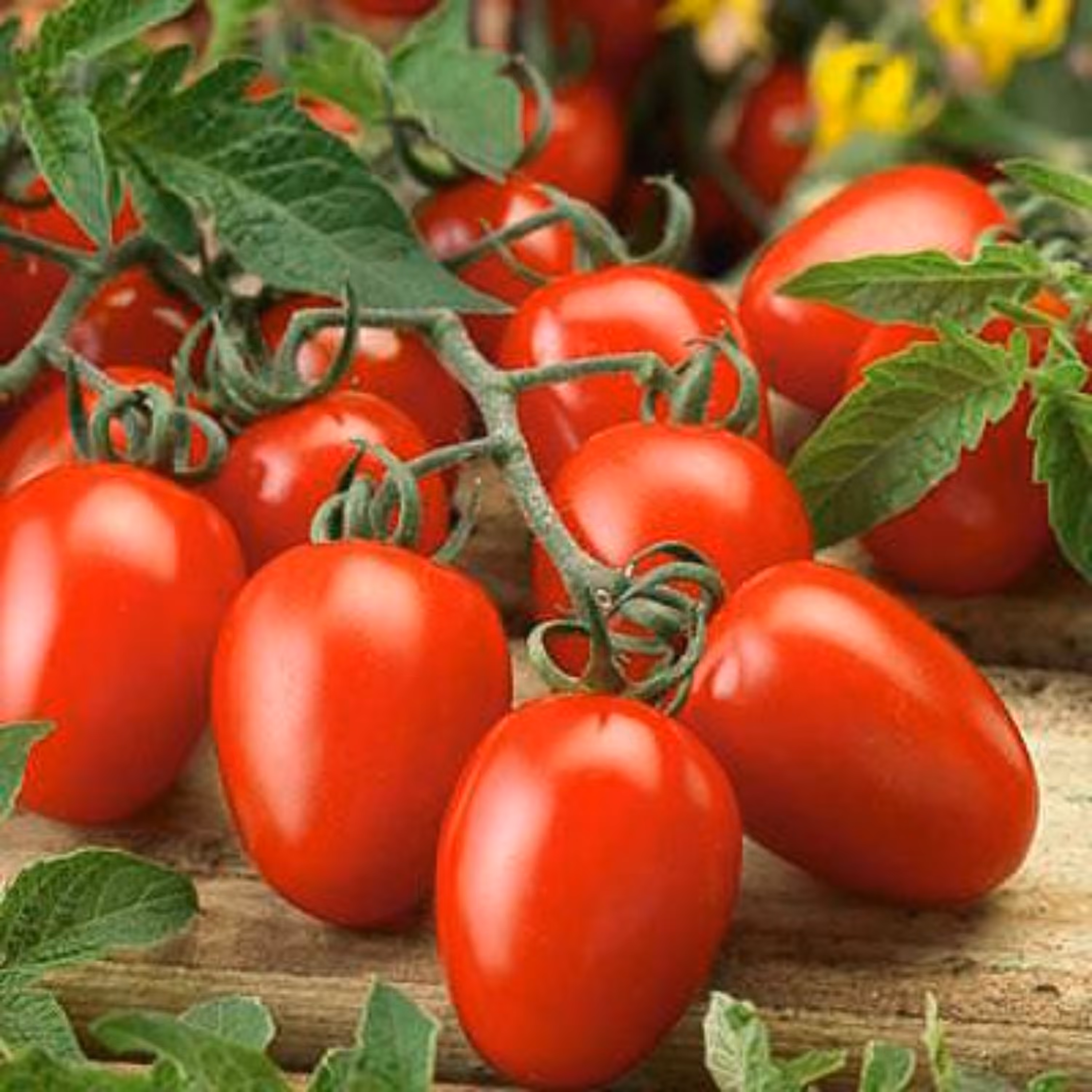 بذر گوجه فرنگی کشیده روما بسته 30 تایی