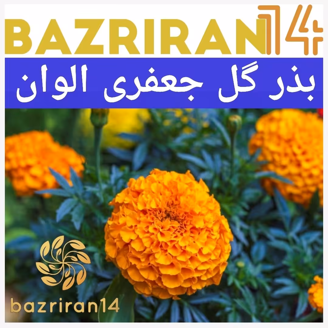 بذر گل جعفری
