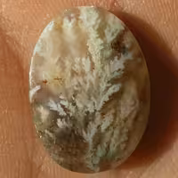 نگین شجر شکوفه زمینی عسلی محشر شاهکار خلقت بی نظیر 100درصد طبیعی باشجرهایی واضح