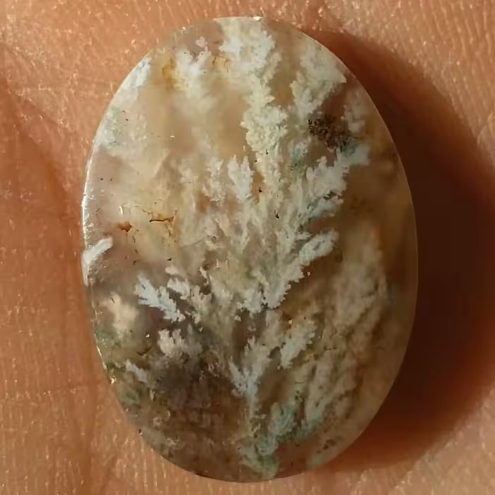 نگین شجر شکوفه زمینی عسلی محشر شاهکار خلقت بی نظیر 100درصد طبیعی باشجرهایی واضح