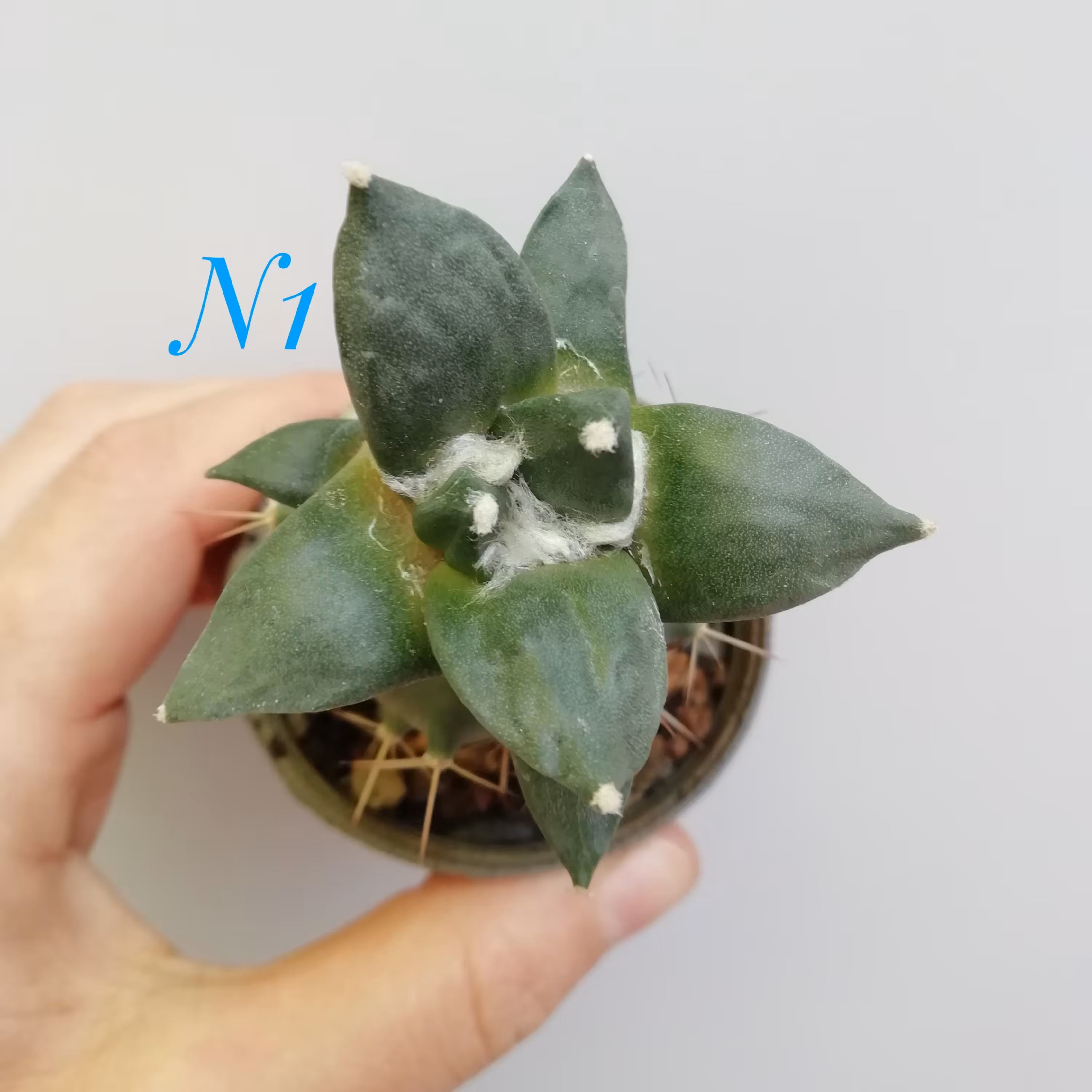 کاکتوس اریو کارپوس رتیوسوس گلدان 8 Ariocarpus retusus