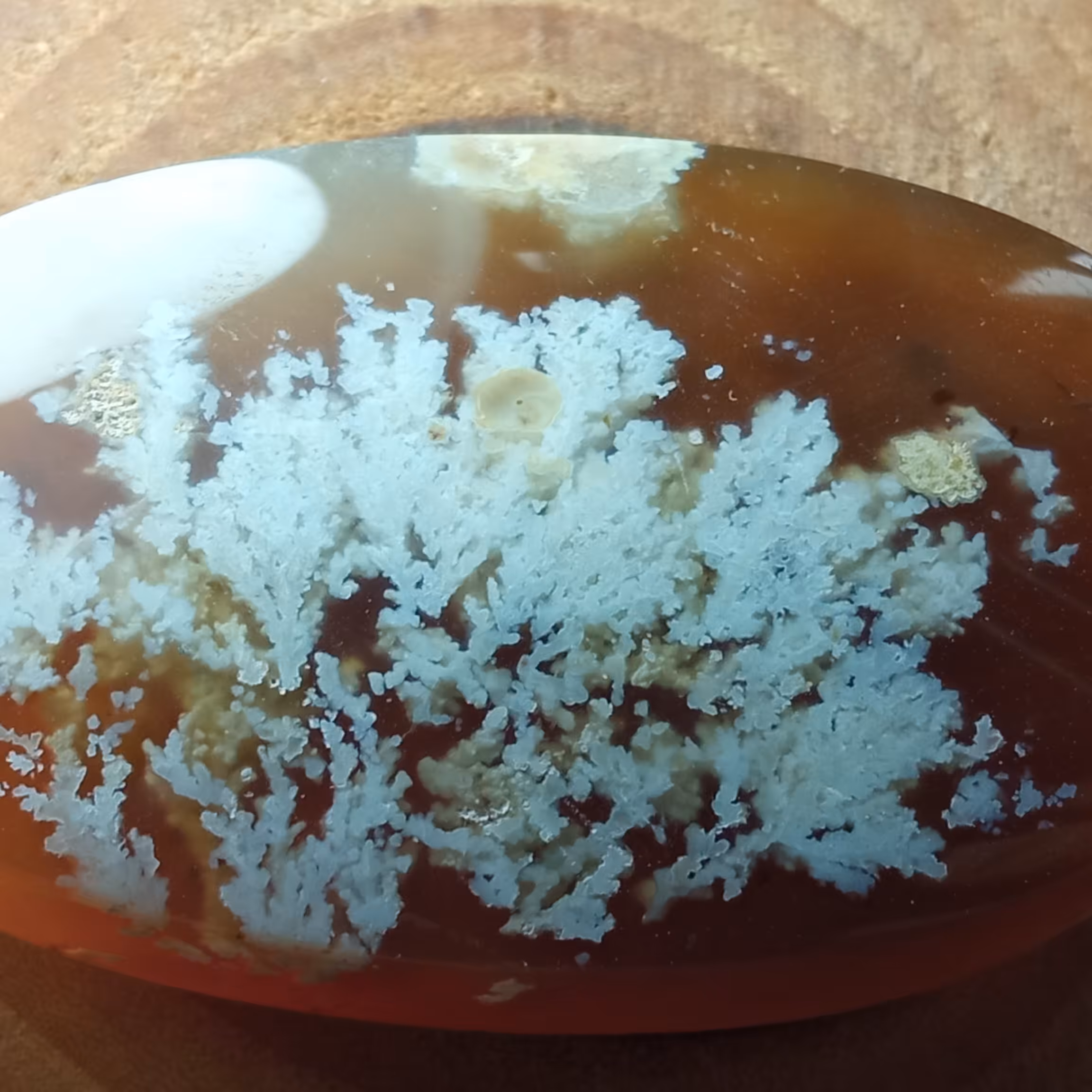 نگین درشت عقیق شجر طبیعی بسیار زیبا و خاص و کلکسیونی