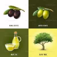 وکتور زیتون | گرافیک با طعم تربچه