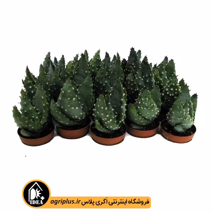 بذر کاکتوس Aloe Acculeata var Crousianus