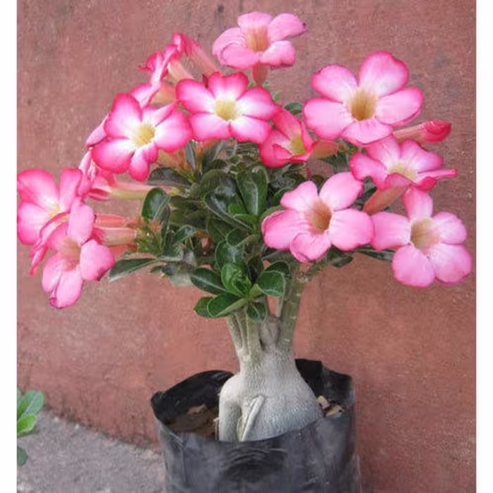 بذر آدنیوم میکس بسته 5 عددی