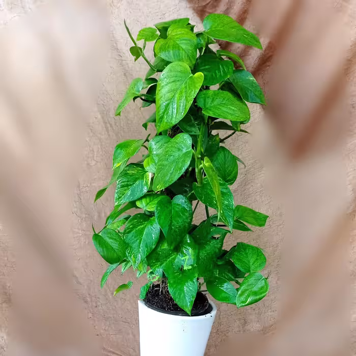 پتوس خزه دار  با گلدان سرامیکی 