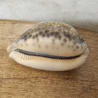صدف دریایی لحظه مدل LIPS  