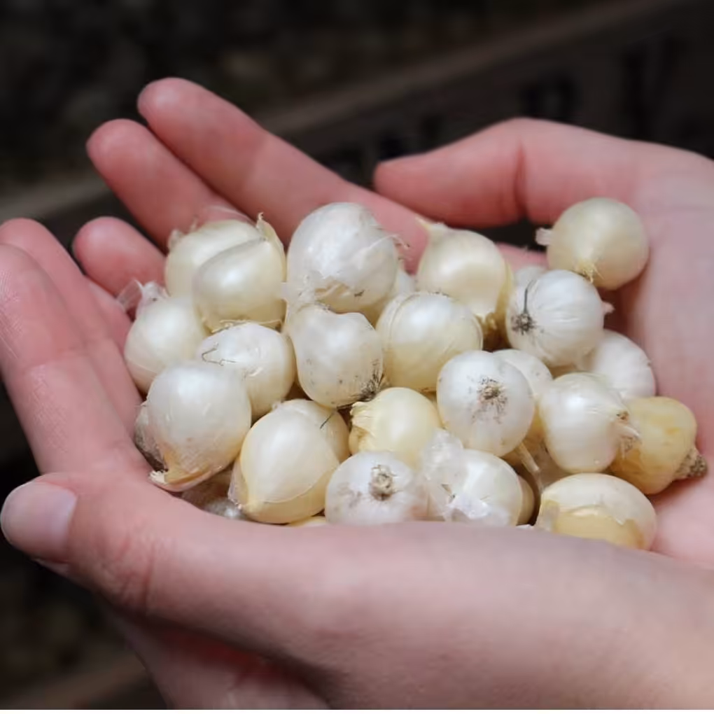 موسیر کوهی  ( کوه های زاگرس) 500 گرمی