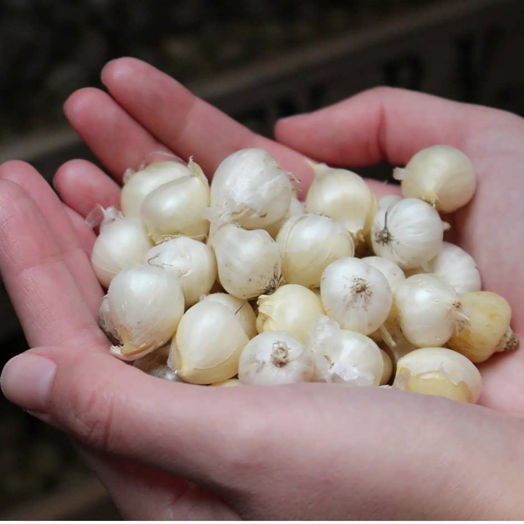 موسیر کوهی ( کوه های زاگرس) 500 گرمی