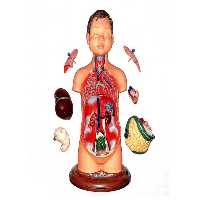 مولاژ نشکن نیم تنه بدن انسان (مدل آناتومی آموزشی) 8 عددی، 35 سانتی و 1/4 اندازه واقعی