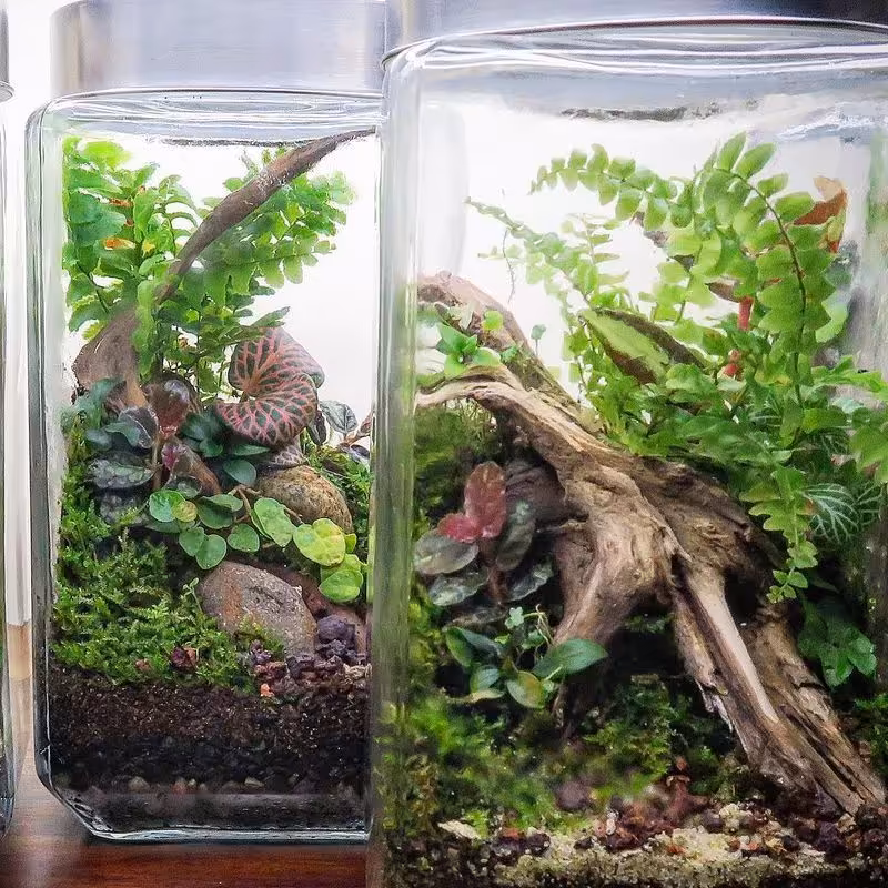 باغ شیشه ای 