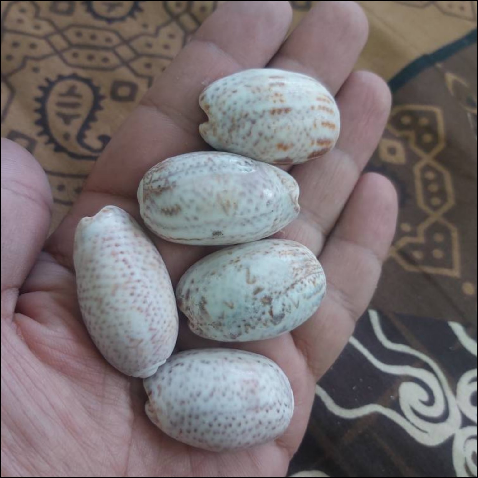 صدف طبیعی تزئینی پسته ای سایز درشت 