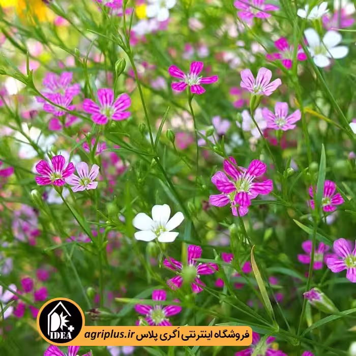 بذر گل صدفی
