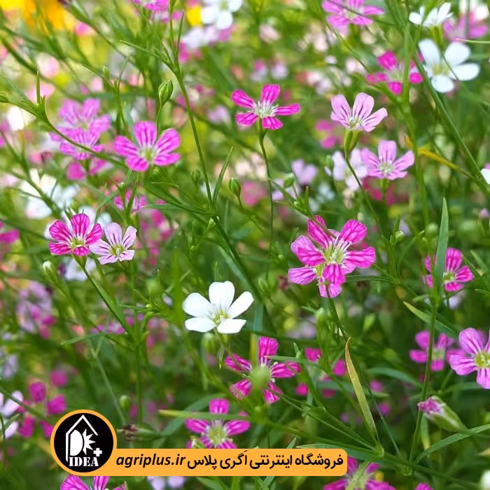 بذر گل صدفی