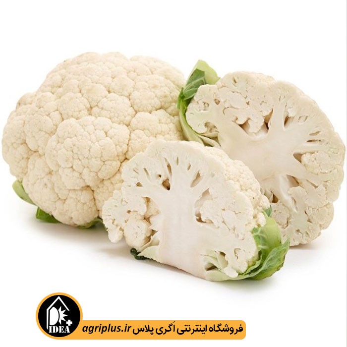 بذر گل کلم بسته بندی خانگی