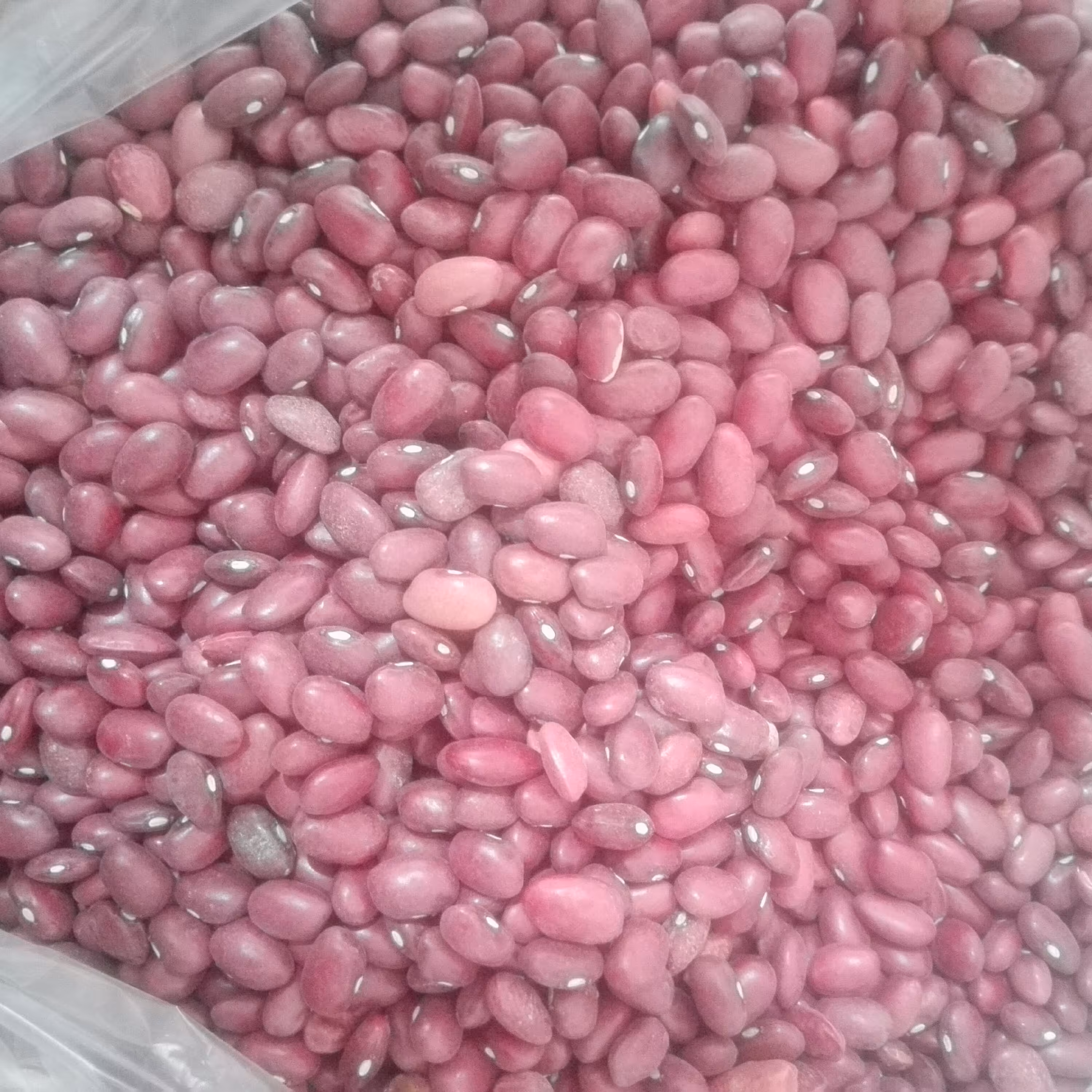 لوبیا قرمز درجه یک کشت امسالی با کیفیت عالی ارسال برای شما مشتریان گرامی و عزیز 🌍خشکبار جوان پسند🌍