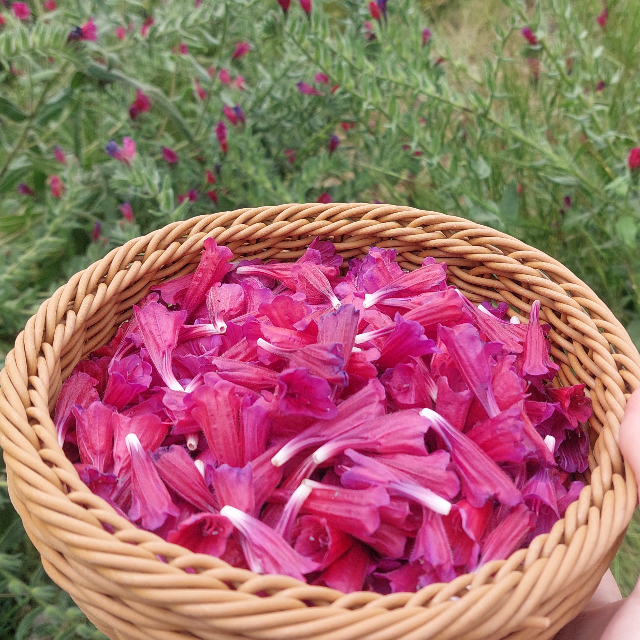دمنوش گل گاوزبان امسال