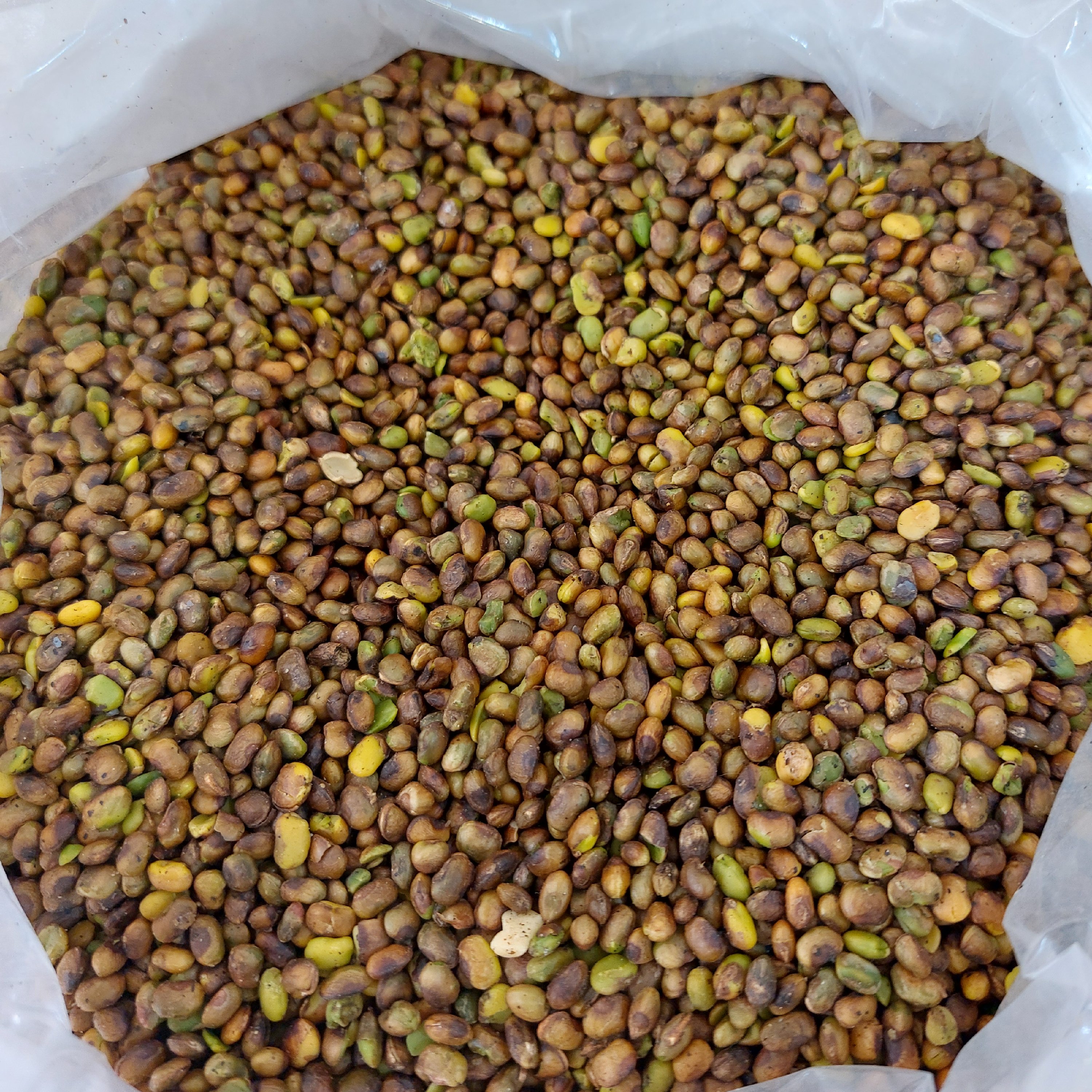 پسته کوهی (بنه یا بنک)