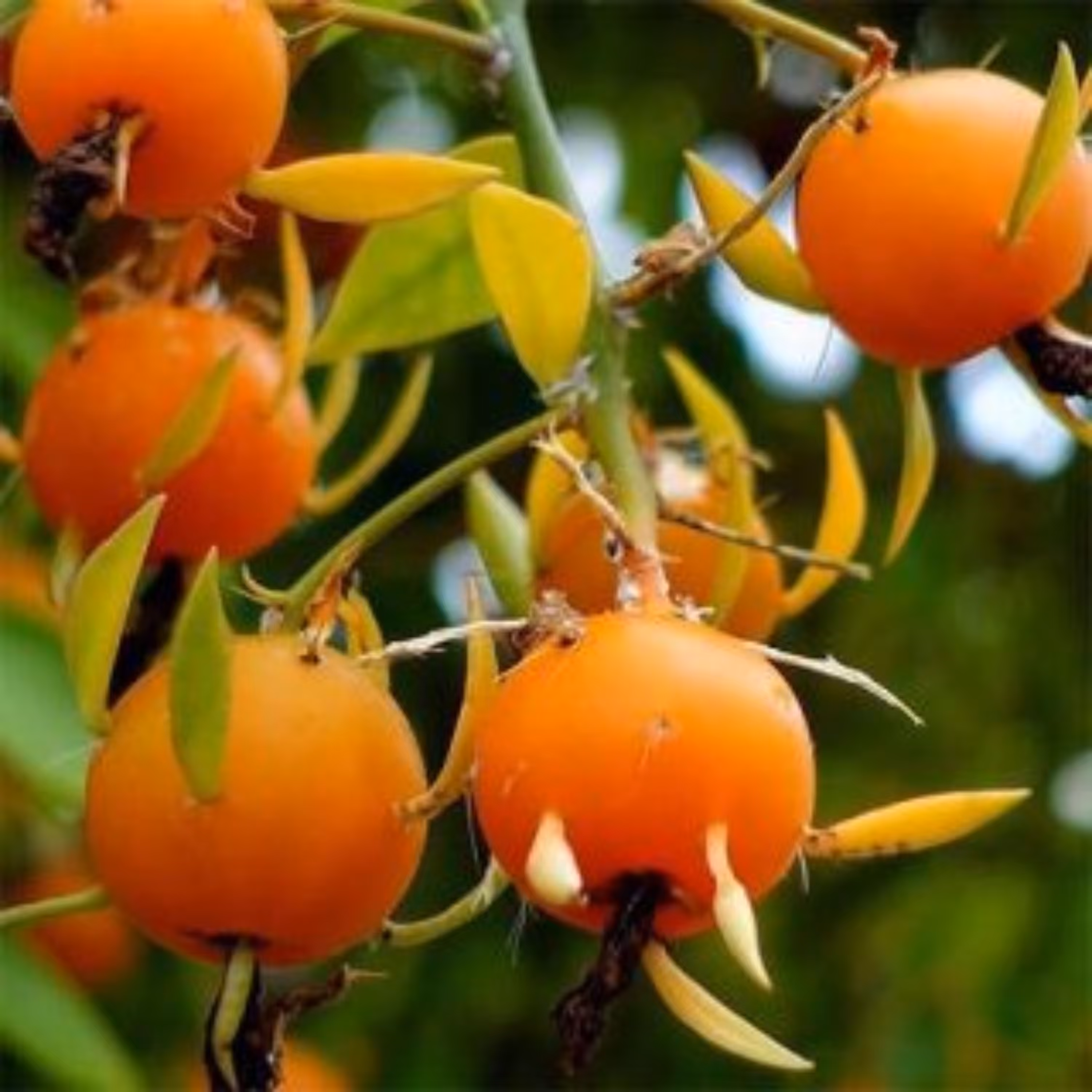 بذر گوس بری باربادوس 2 عددی 