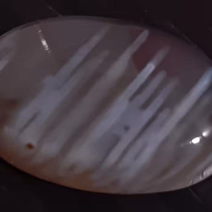 عقیق رتیل دار