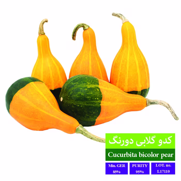 بذر کدو گلابی دورنگ بذر طلایی رویان 