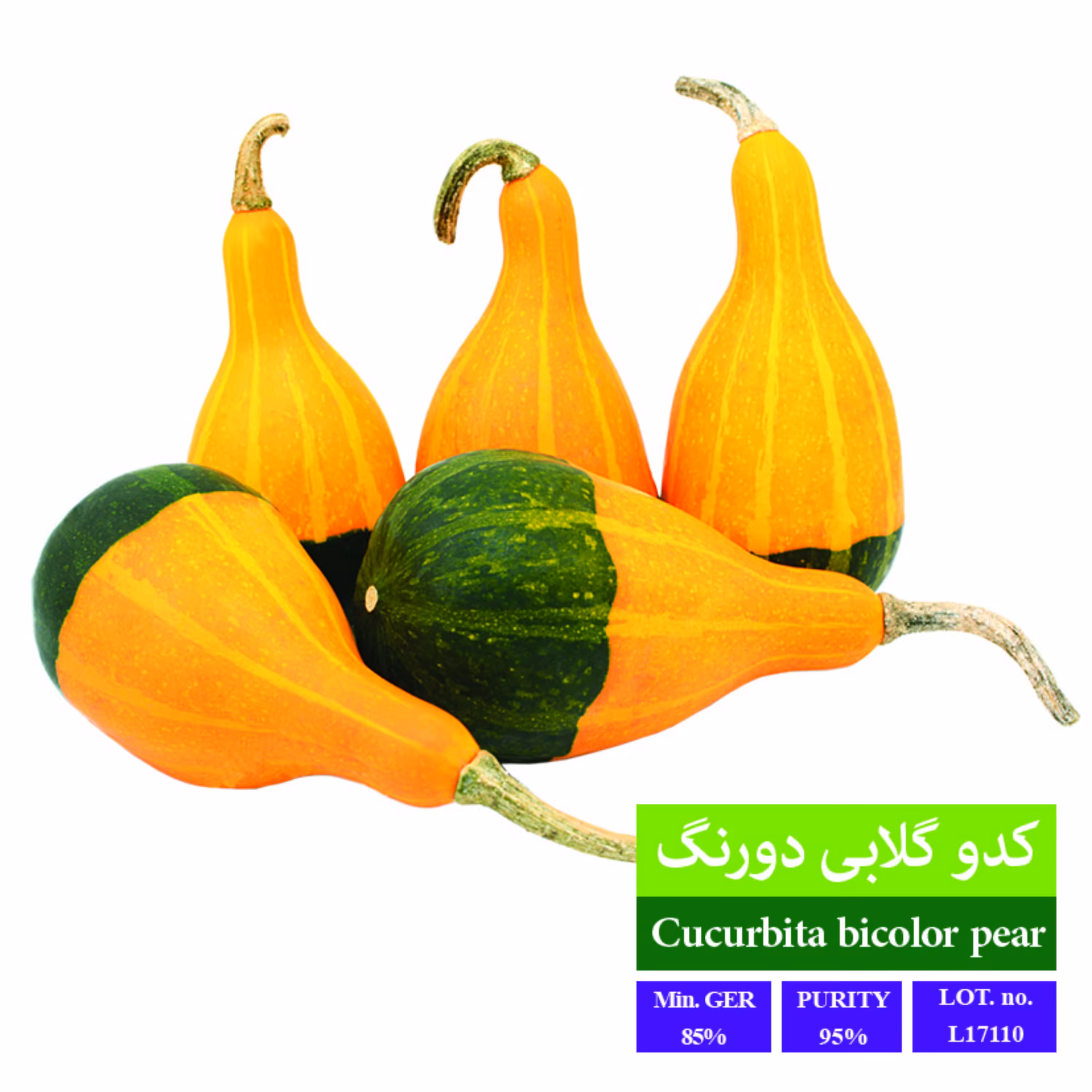 بذر کدو گلابی دورنگ بذر طلایی رویان 