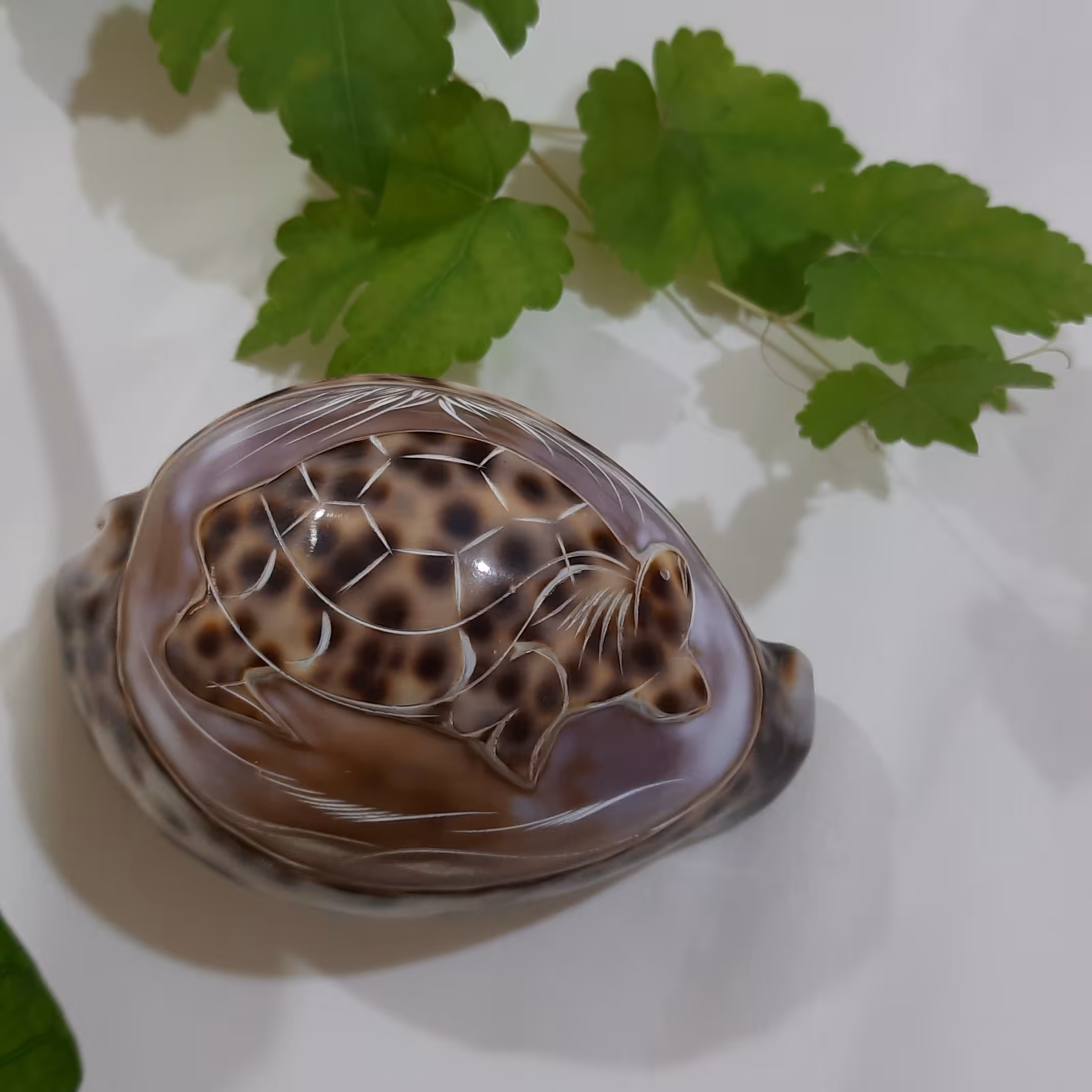 صنایع دستی صدفی،صدف سیپرا  طراحی شده  