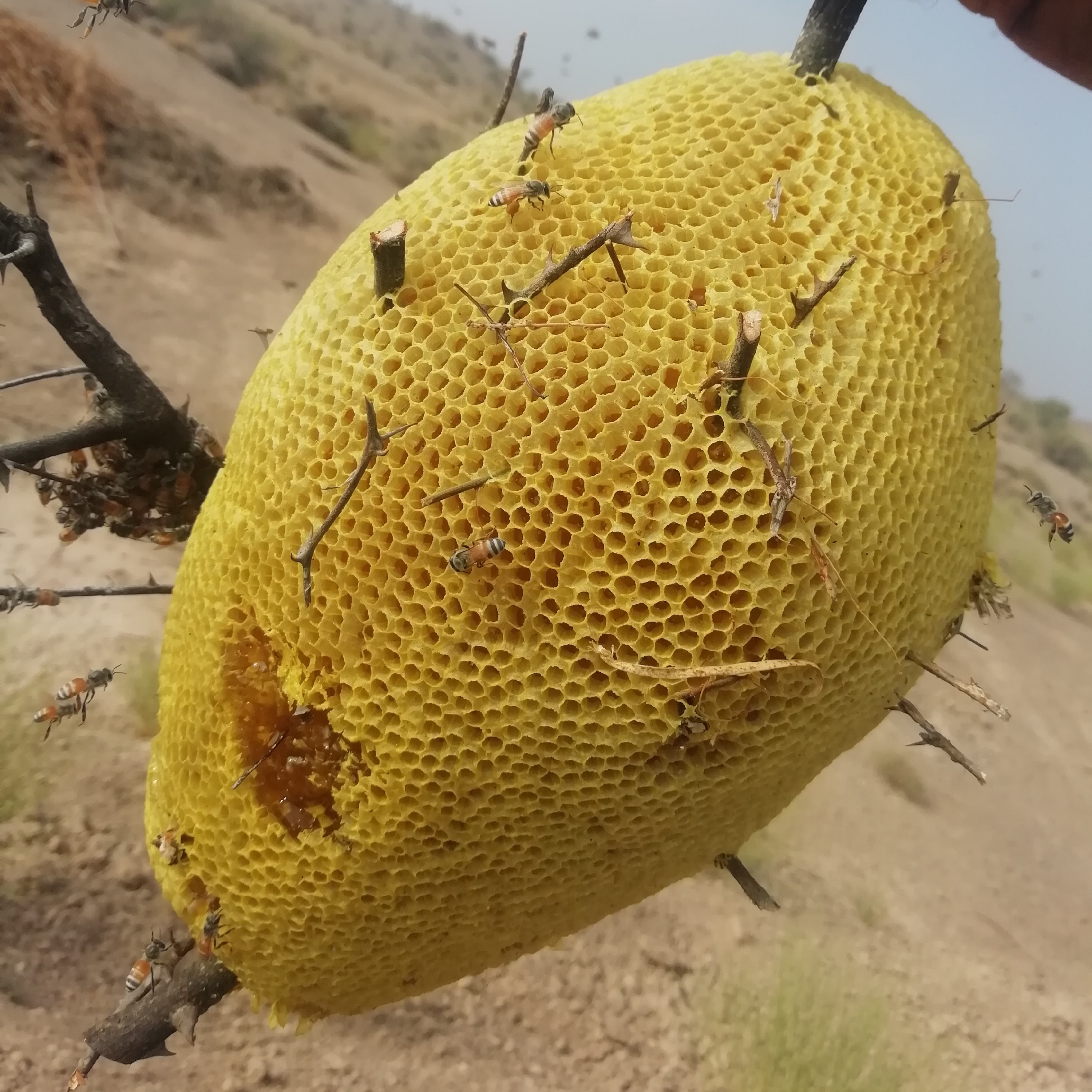 عسل طبیعی کوهستان و کنار ارسال رایگان