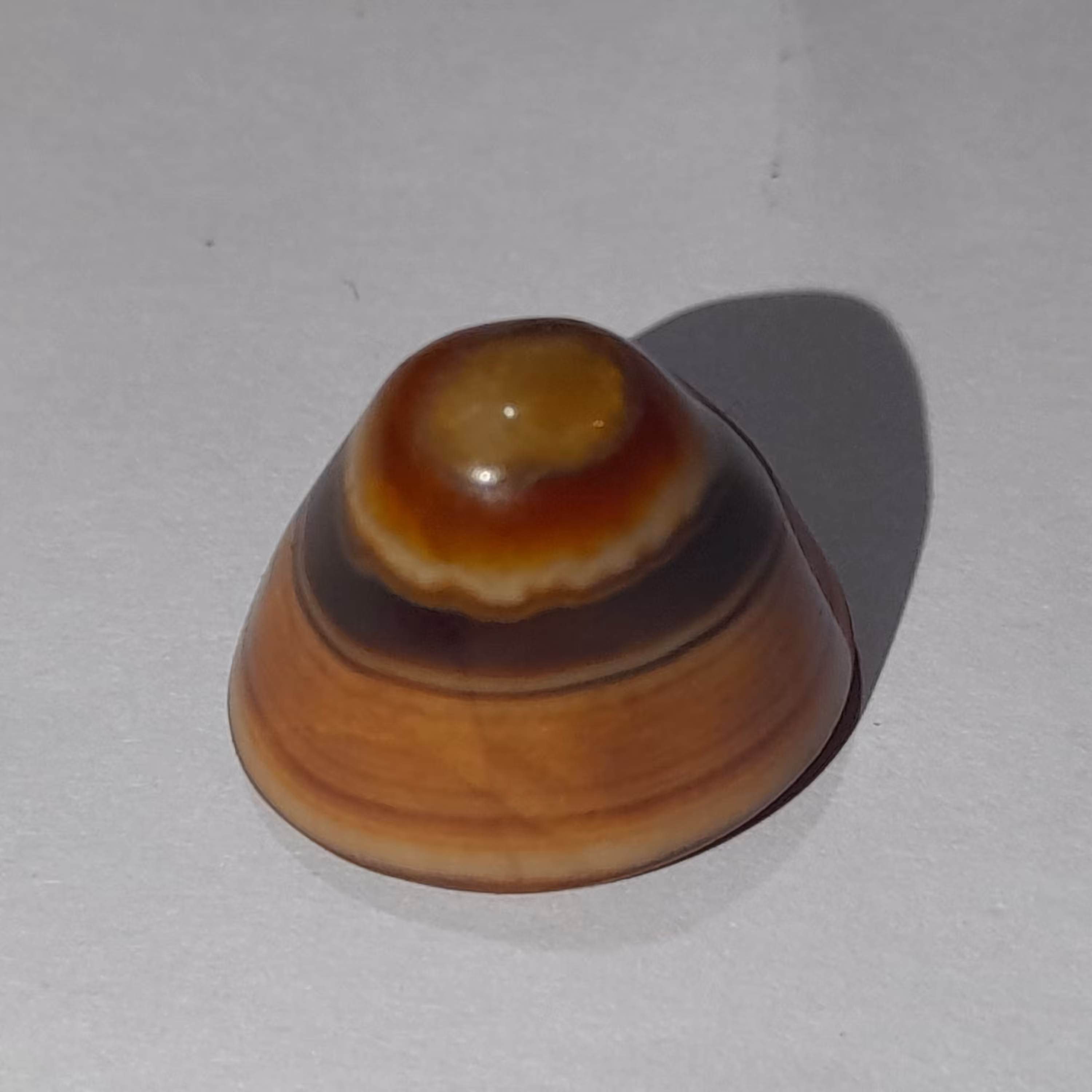 باباقوری سه پوست 