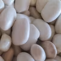 لوبیا سفید محلی