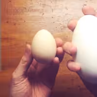 تخم اردک محلی (200عددی)