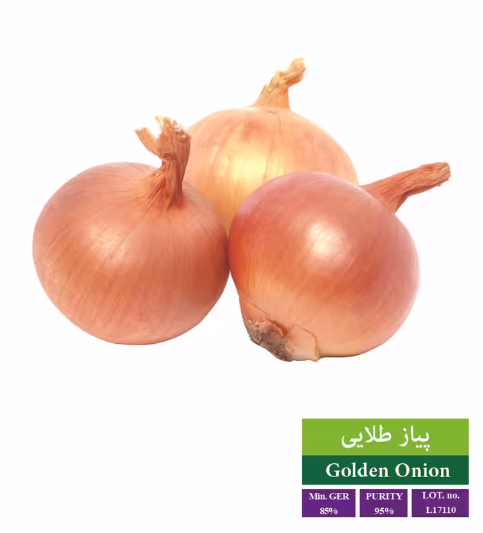 بذر پیاز طلایی - بذر طلایی رویان