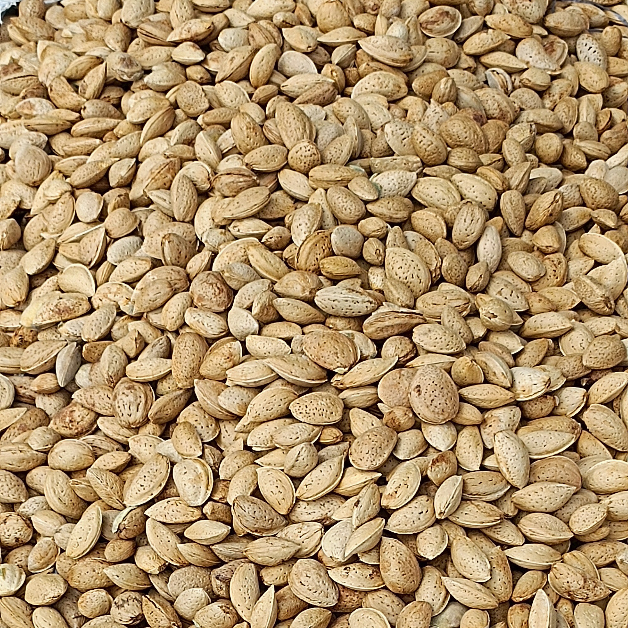 بادام تلخ درختی سنگی ممتاز 250 گرم 19
