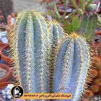 بذر کاکتوس Pilosocereus Azureus
