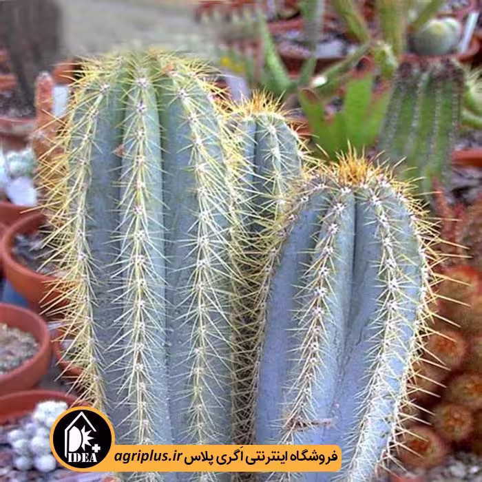 بذر کاکتوس Pilosocereus Azureus
