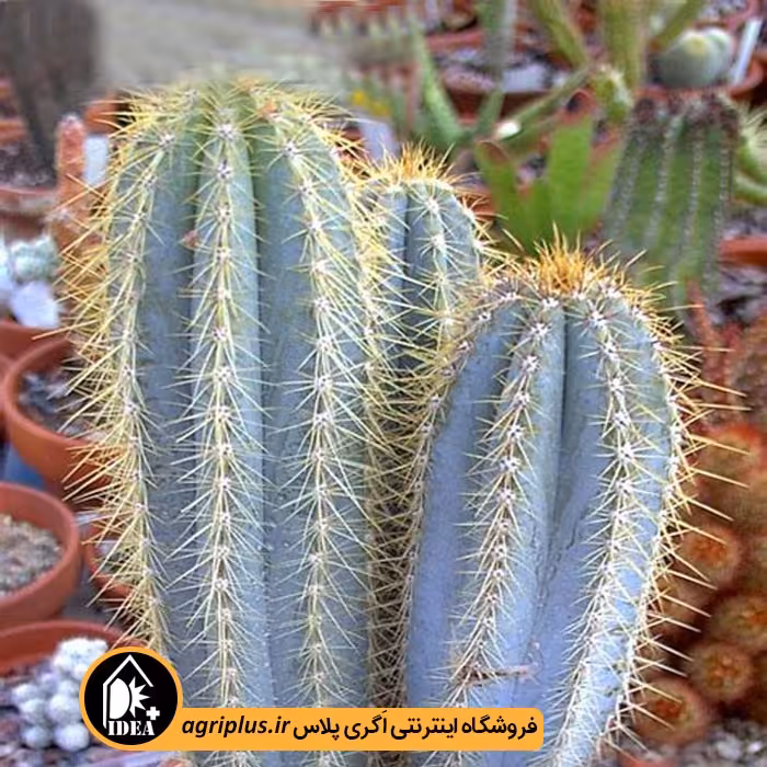 بذر کاکتوس Pilosocereus Azureus