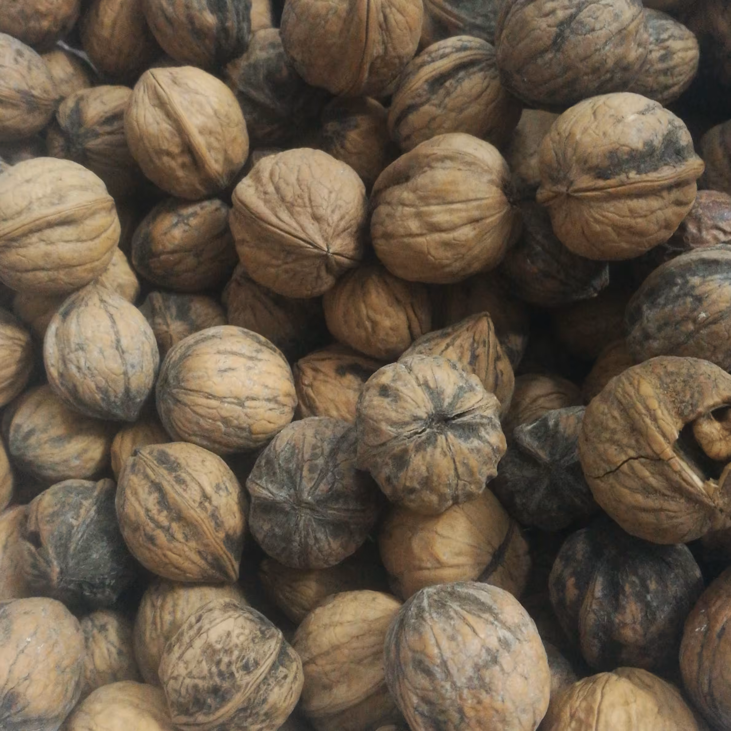 گردو ایر انی