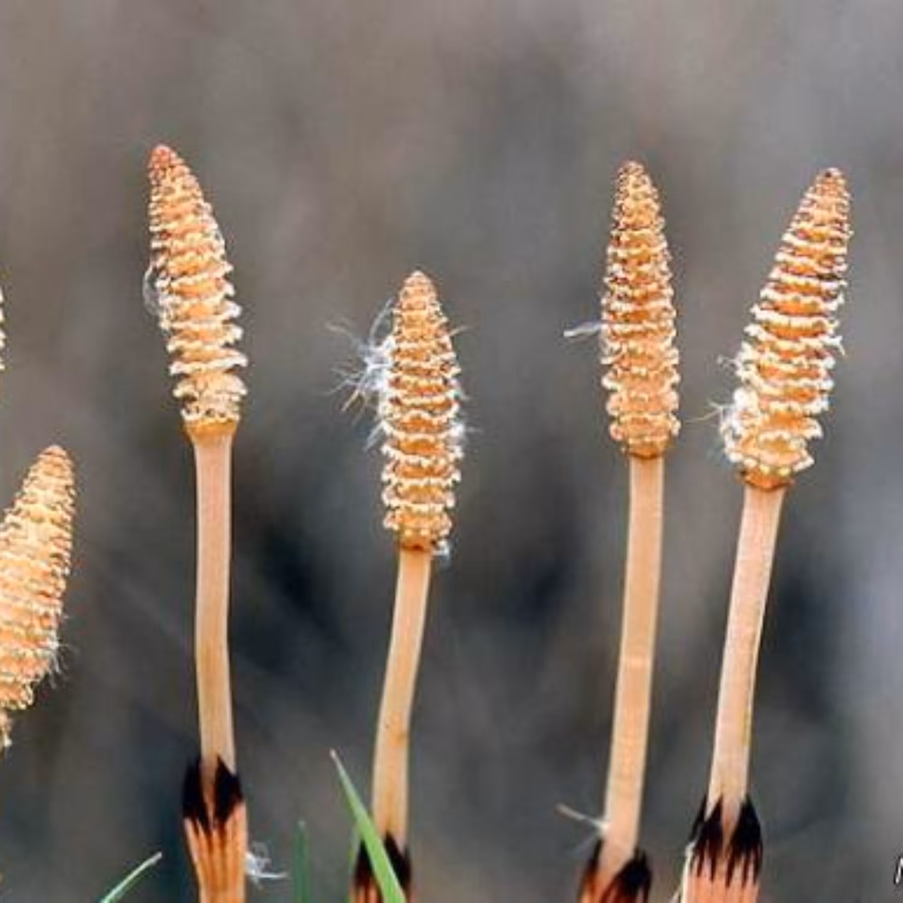 روغن دم اسب اصل 50 سی.سی