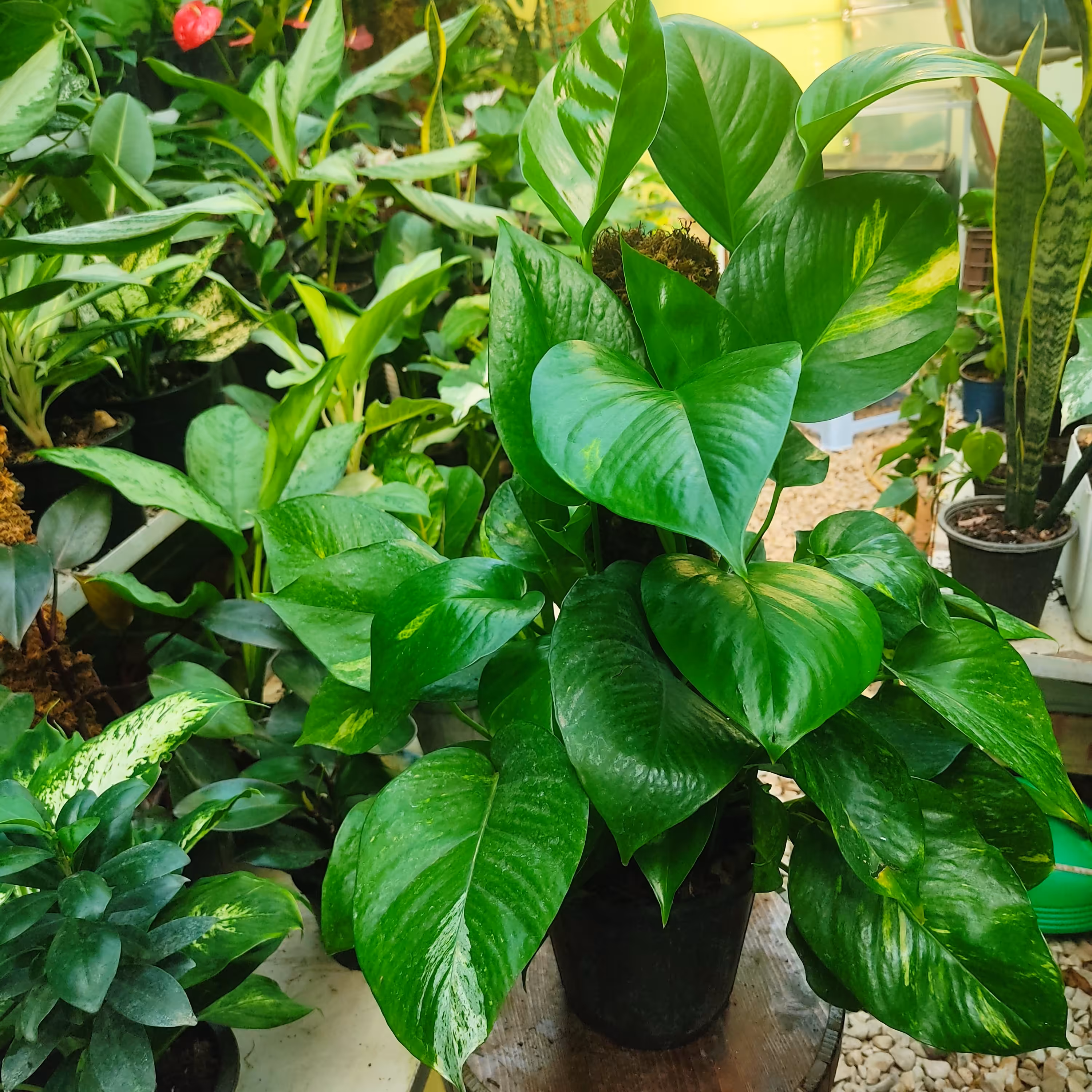 پتوس ابلق برگ پهن همراه با قیم