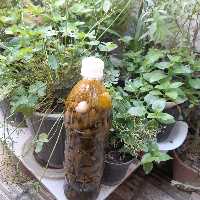 خیار شور سرکه ( نمکی) قلمی داخل بطری(1،150)گرم