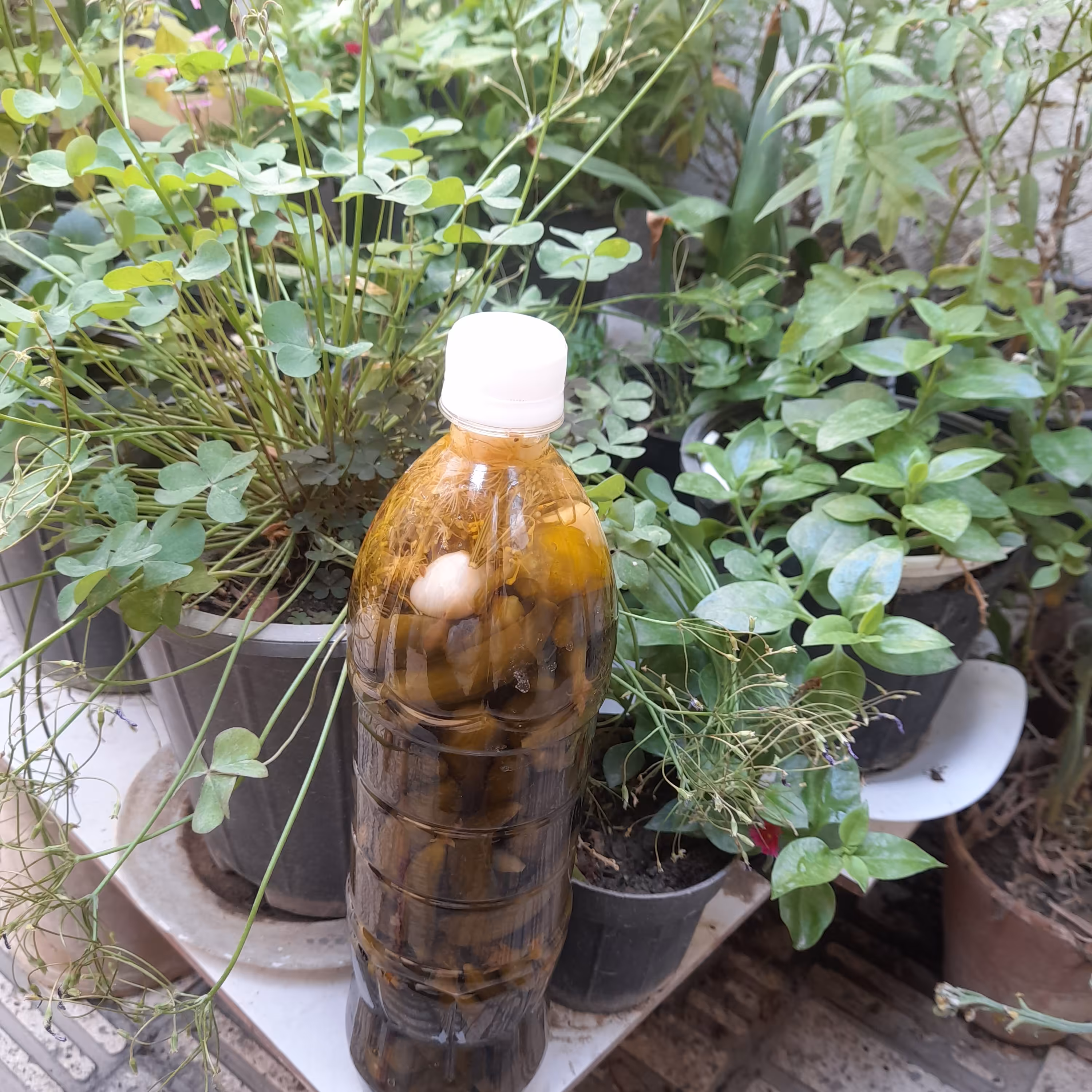 خیار شور سرکه ( نمکی) قلمی داخل بطری(1،150)گرم