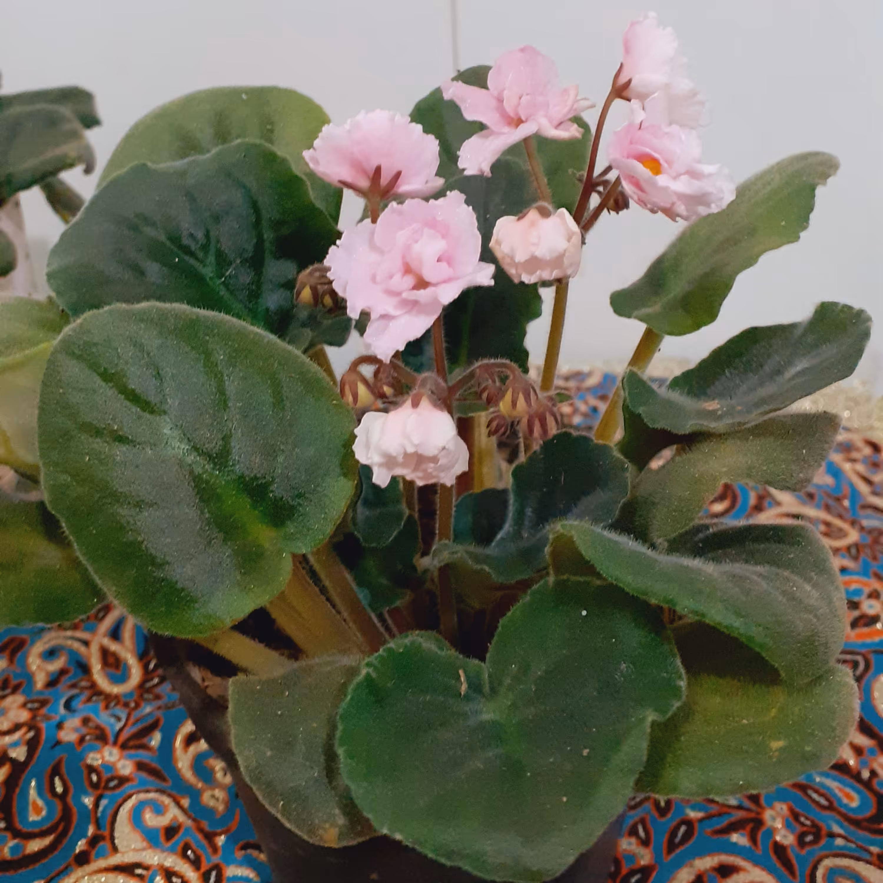 بنفشه آفریقائی رنگ صورتی هزینه ارسال پس کرایه تیپاکس